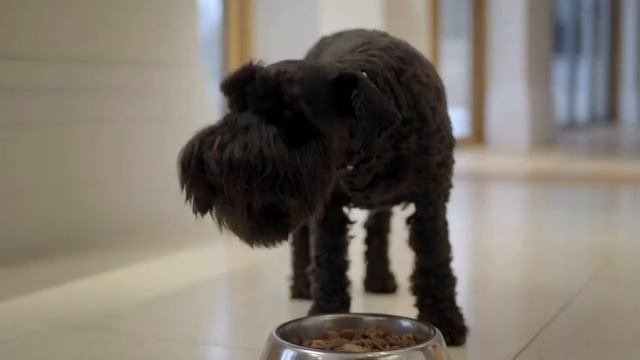 Pro Plan Duo Delice na Loja do Cão HD смотреть онлайн