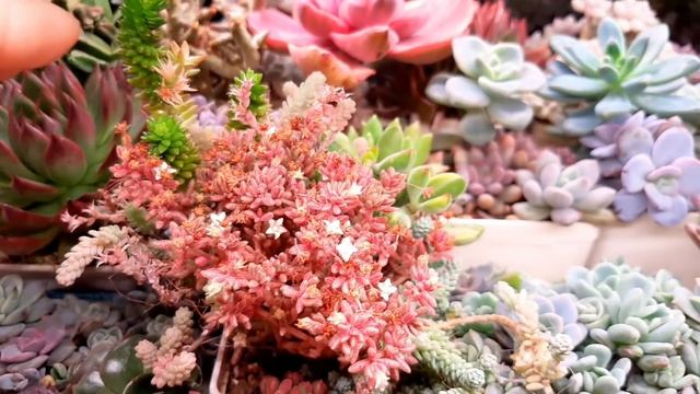 Суккулентные садики. Что нужно знать? Часть 1. смотреть онлайн