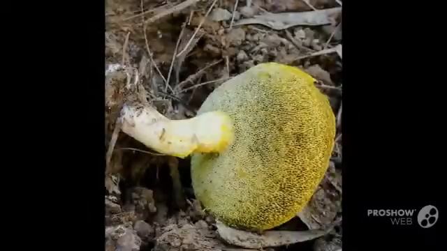 Boletales - fungi kingdom смотреть онлайн