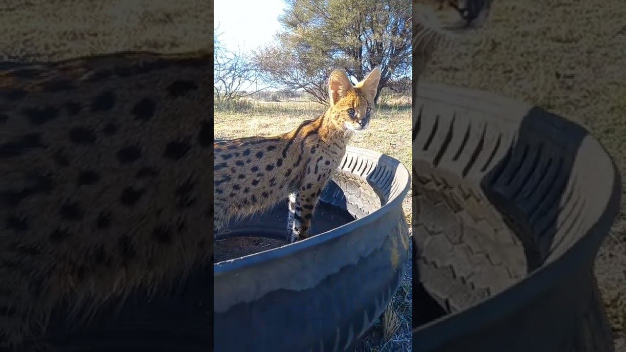 Сервал в кормушке. Serval in a horse feeder. смотреть онлайн