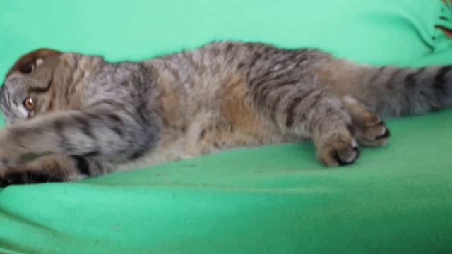 Скоттиш-фолд Гоша (GAMBIT ALBARUSSIA SFS n24) ч.1 смотреть онлайн