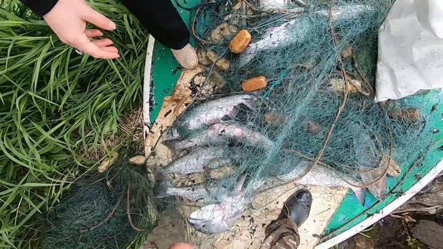 Рыбалка на Камчатке. Традиционное рыболовство. смотреть онлайн