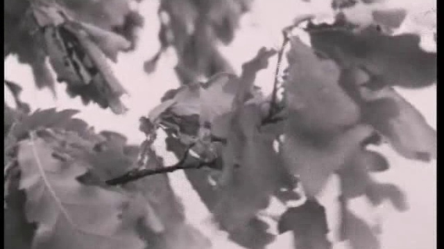 Страшный суд. Андрей Тарковский смотреть онлайн