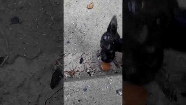 Как правильно колоть абрикосовые косточки!)