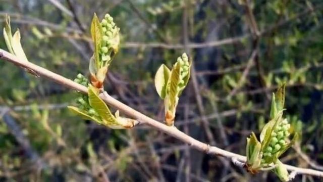 М. М. Пришвин, «Цветут берёзки», читает Елена Евгеньевна Самолазова смотреть онлайн
