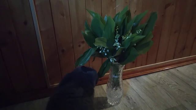для тех, кто любит кошек, которые любят ландыши) мурчит и вокруг них вьется!