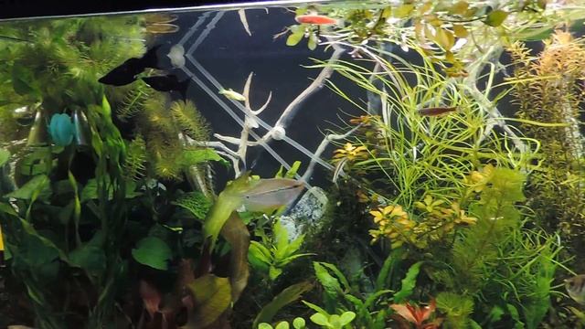 Аквариум 200 л 10 месяцев после запуска