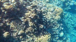 ЕГИПЕТ - ХУРГАДА | Дайвинг в Красном море | АКУЛЫ ТАК И НЕ ПРИПЛЫЛИ | Живые рифы |ДУБАЙ В ХУРГАДЕ