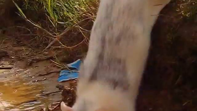 мышь альбинос смотреть до конца) смотреть онлайн