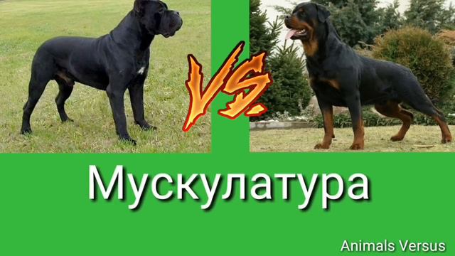 Ротвейлер против Кане корсо смотреть онлайн