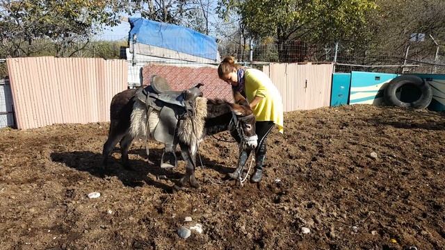 professional DONKEY dressing a bridle on a donkey смотреть онлайн