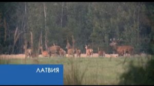 Хит сезона охота на копытных