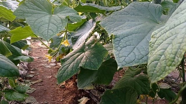 Топсин -М вылечил огурцы смотреть онлайн