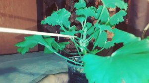 ПРИЩИПКА КОРОЛЕВСКОЙ ПЕЛАРГОГИИ. КАК ЭТО СДЕЛАТЬ И ЗАЧЕМ ОНА НУЖНА?
