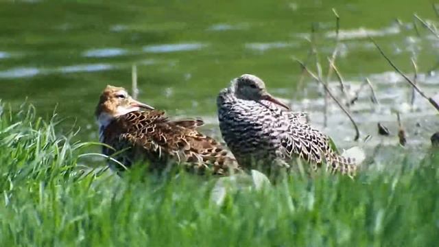 долгожданные турухтаны смотреть онлайн