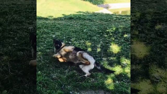 Я и мой пёс М Radio ????❤️?? смотреть онлайн