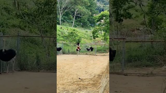 Girl riding an ostrich #shorts #ostrich смотреть онлайн