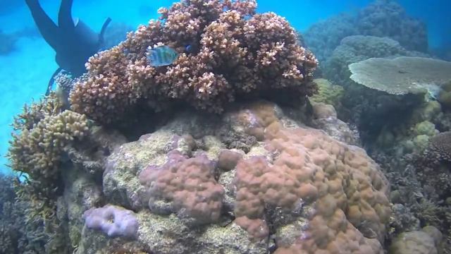 ISLAND DIVER - Snorkel and dive the Great Barrief Reef. смотреть онлайн