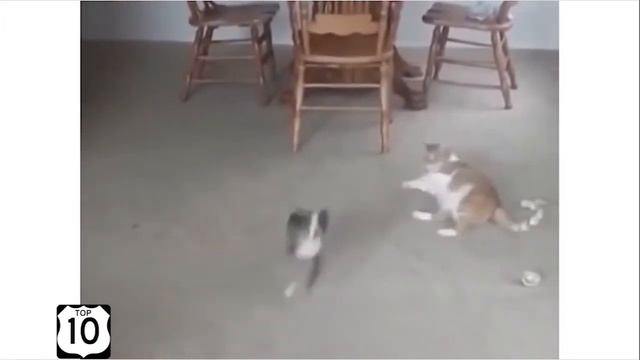 Самые смешные коты в мире! Лучшие приколы с котами 2016-2017 №1(СatsLIVE) смотреть онлайн