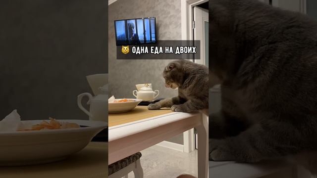 Признаки того, что кот обнаглел? смотреть онлайн