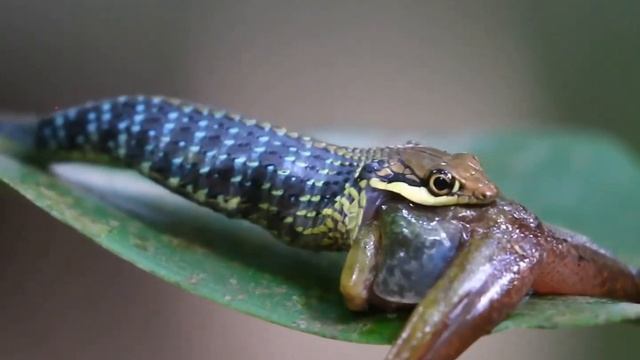 The Haas’s Bronzeback (Dendrelaphis haasi) Vs White lip Frog! смотреть онлайн