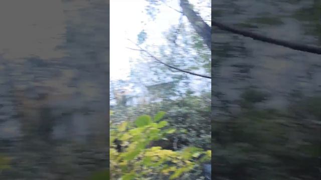 Прошёл через заросли на озеро смотреть онлайн