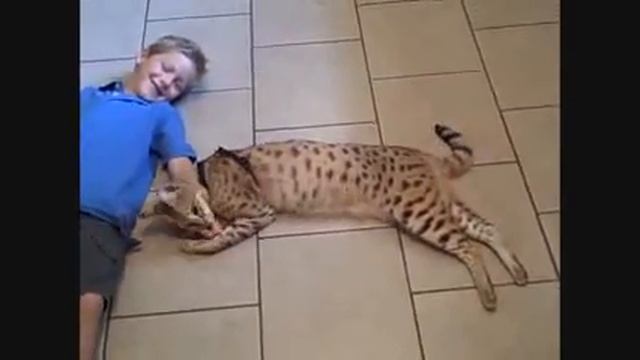 Кот ашера играет с ребёнком Ashera cat смотреть онлайн