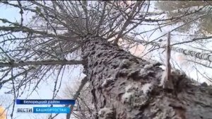 Закон о валежнике вступил в силу основные правила сбора сухостоя