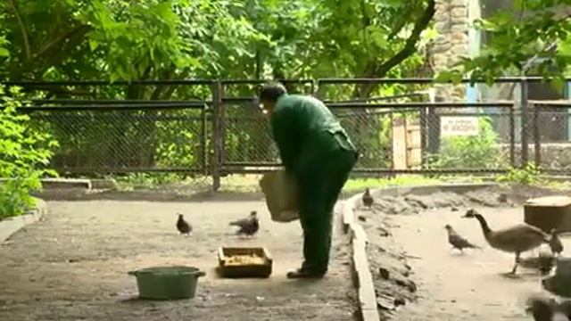 В Пензенском зоопарке провели показательное кормление лебеде смотреть онлайн
