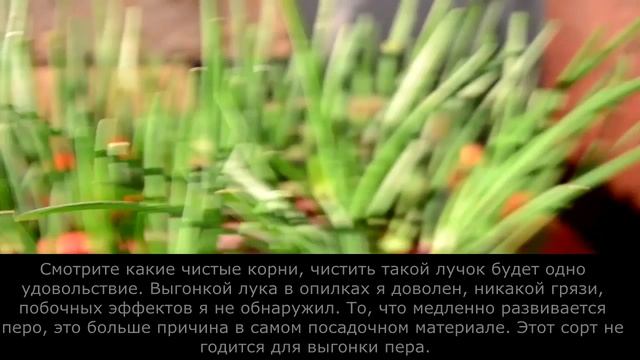 Выгонка зеленого лука 2 смотреть онлайн