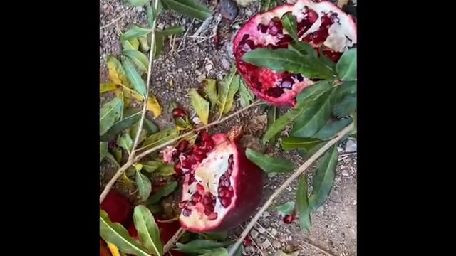 Picking Pomegranate, making drinks. Episode 15 смотреть онлайн