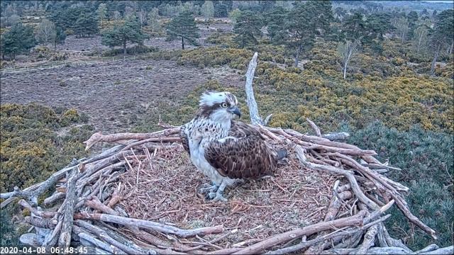 BIRDS OF POOLE HARBOUR CJ7 ARRIVES ON NEST 080420 @ 05 55 смотреть онлайн