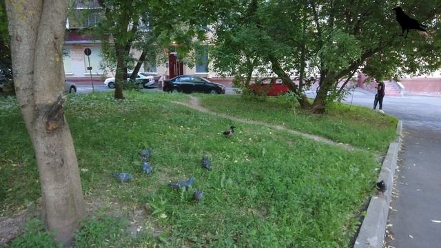 Ворона. Распаковка печени. Гоняем ворон, обдираем голубей. смотреть онлайн