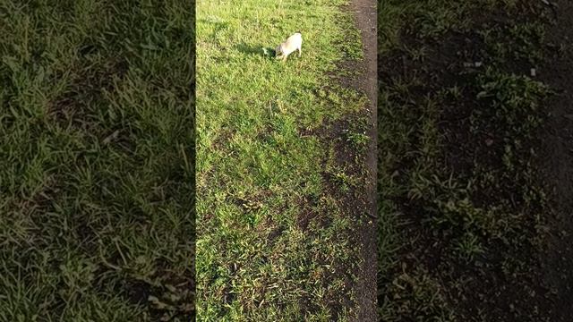 Цилька мопсишка заболела смотреть онлайн