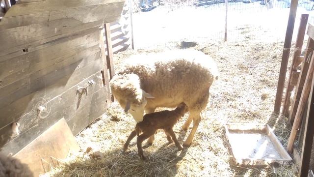 Проблемы родов Катумской овцы. Окончание окотов. смотреть онлайн