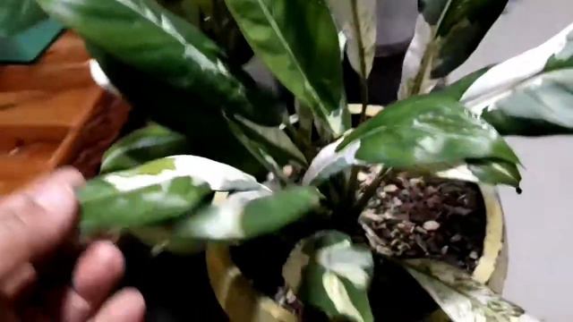 PEACE LILY PLANTS FROM GIANT TO VARIEGATED | CARETIPS HOW TO BECOME LUSH AND GREENISH LEAVES смотреть онлайн