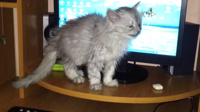 Котенок чихает