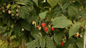 Лучшие сорта малины.