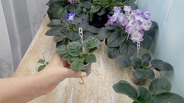 Что такое "стартёр" фиалки? смотреть онлайн