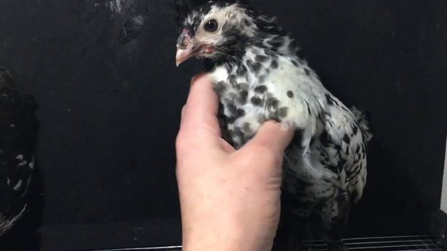 ПАВЛОВСКОЕ СЕРЕБРО ИЗ ГЕНОФОНДА ЗАЧЕТНЫЕ КУРЫ СУПЕР ПОРОДА смотреть онлайн