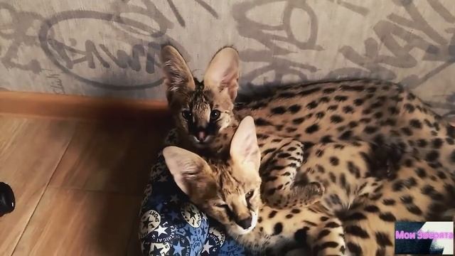 Саванна и Сервалы