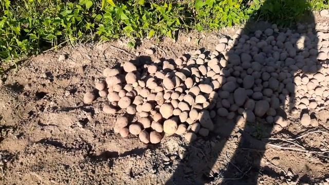 НАШЛИ ГРИБЫ КОПАЕМ КАРТОШКУ... смотреть онлайн