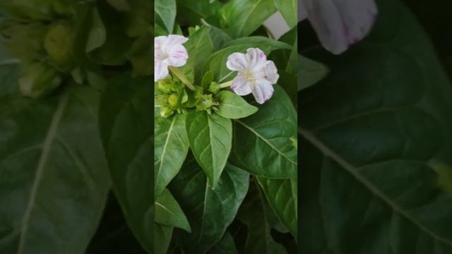 mirabilis jalapa with different shades of flowers #mirabilis jalapa. 4`o' clock #shorts #gardening смотреть онлайн