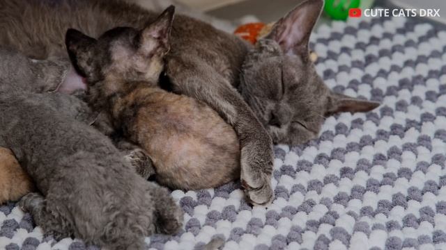 Lofi Cat. Фоновая музыка для работы, учебы и отдыха. Смешные котики играют на видео 3 часа. смотреть онлайн