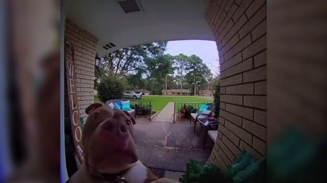 Dog rings doorbell смотреть онлайн