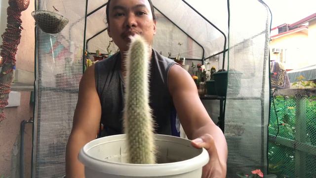 Common Columnar Cactus Varieties & Names смотреть онлайн