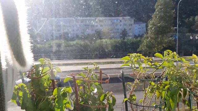 ДОБРЫЕ ЛЮДИ С ПЛОХИМ НАСТРОЕНИЕМ. Водные растения. Пересадка циперуса. 08.09.2022. смотреть онлайн