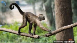 Карточки Домана Часть 3 Животные мира!