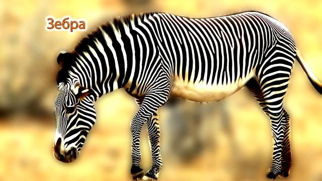 Дикі #тварини Африки