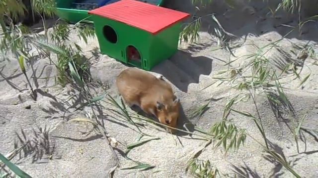 Как сирийские хомяки загорают на пляже